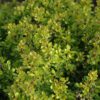 Golden Nugget Barberry - Image 2
