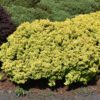 Golden Nugget Barberry