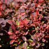 Golden Ruby Barberry Shrub closeup