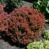 Golden Ruby Barberry Shrub