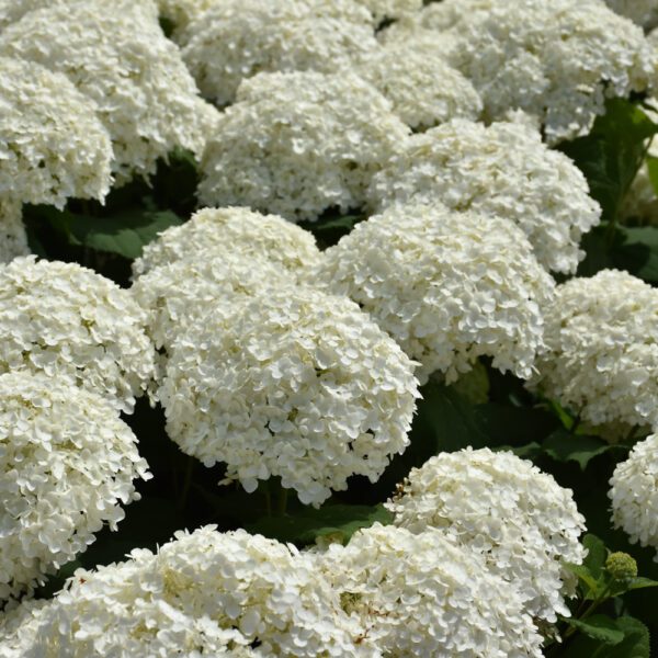 Incrediball Hydrangea Shrub blooms