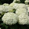 Invincibelle Limetta Hydrangea blooms