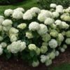 Invincibelle Limetta Hydrangea Shrub
