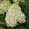 Little Lime Punch Hydrangea - Panicle Hydrangea - Image 3