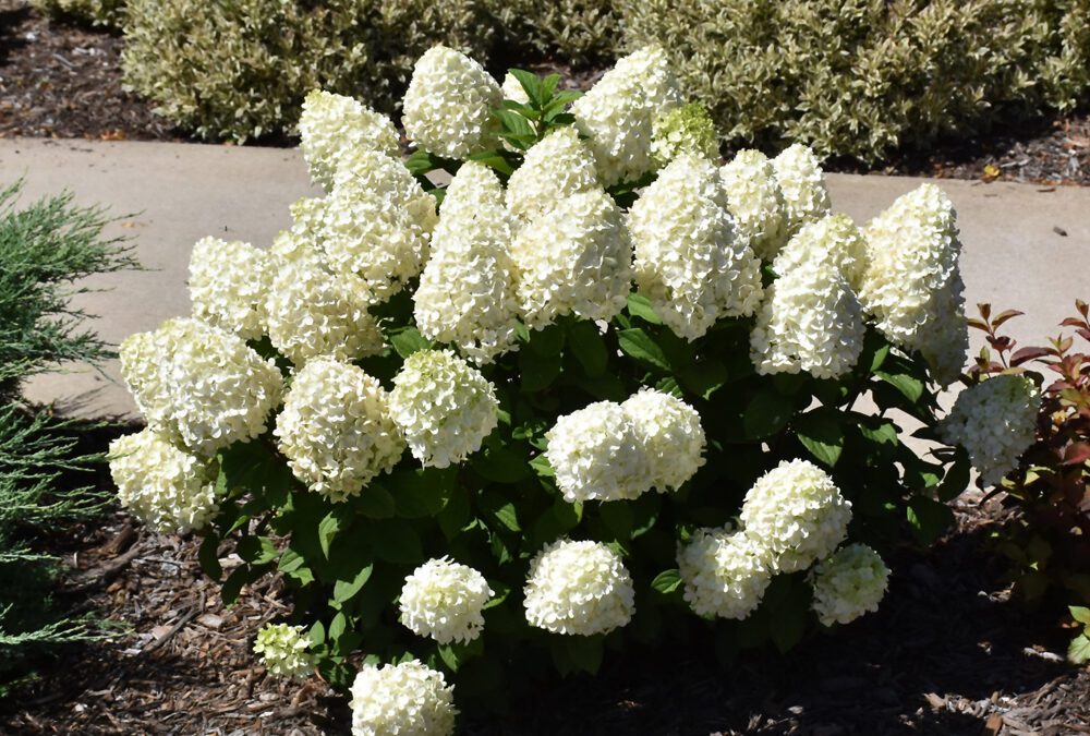 A Little Lime Punch Hydrangea with compact, cone-shaped flower clusters that emerge soft green, then transition to shades of white, pink, and rich red, creating a dynamic, multicolored display against lush green foliage.