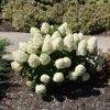 A Little Lime Punch Hydrangea with compact, cone-shaped flower clusters that emerge soft green, then transition to shades of white, pink, and rich red, creating a dynamic, multicolored display against lush green foliage.