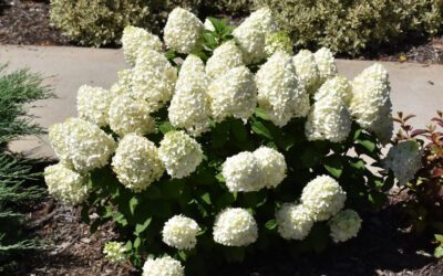 Comparing 18 Types of Hydrangea Species