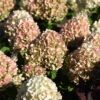 Little Lime Punch Hydrangea - Panicle Hydrangea - Image 2
