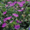 Max Frei Cranesbill - Image 3