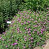 Max Frei Cranesbill - Image 2