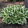 Patriot Hosta