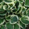 Patriot Hosta closeup