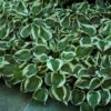 Patriot Hosta in landscape