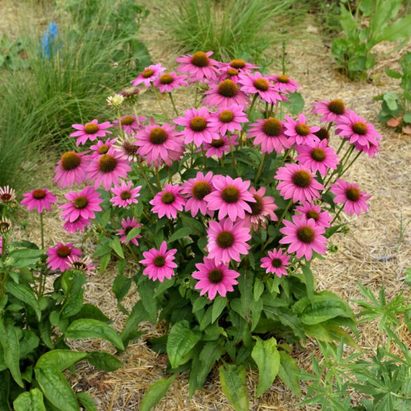 PowWow Wild Berry Coneflower