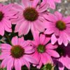 PowWow Wild Berry Coneflower closeup