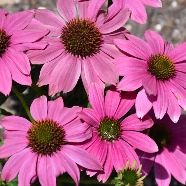 PowWow Wild Berry Coneflower closeup