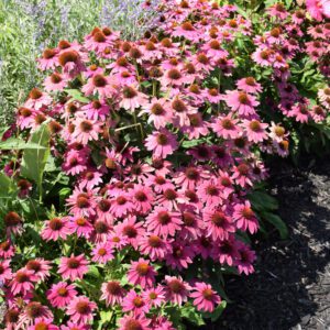 PowWow Wild Berry Coneflower in landscape