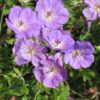 Rozanne Cranesbill Geranium with violet-blue flowers and lush green foliage, perfect for borders and ground cover in full sun to part shade