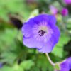 Rozanne Cranesbill close up