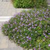 Rozanne Cranesbill in landscape