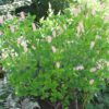 Ruby Spice Summersweet Shrub
