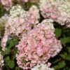 Strawberry Sundae Hydrangea