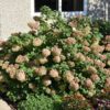 Strawberry Sundae Hydrangea - Panicle Hydrangea - Image 2