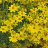 Zagreb Tickseed closeup