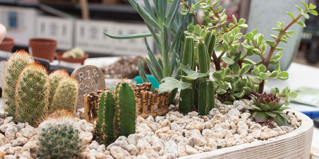 Bored Inside? Make a Succulent and Cactus Planter! - Platt Hill Nursery -  Blog & Advice