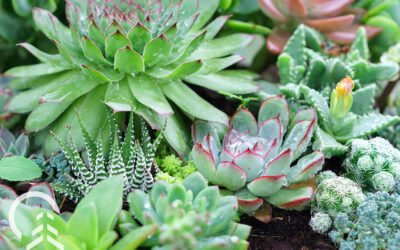 Bored Inside? Make a Succulent and Cactus Planter!