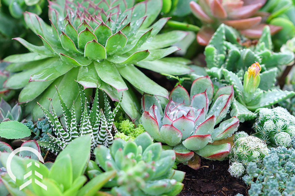 Bored Inside? Make a Succulent and Cactus Planter! - Platt Hill Nursery Blog Advice