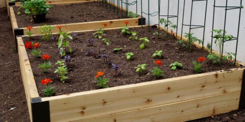 How To Plan for Companion Planting in Raised Beds | Platt Hill Nursery ...