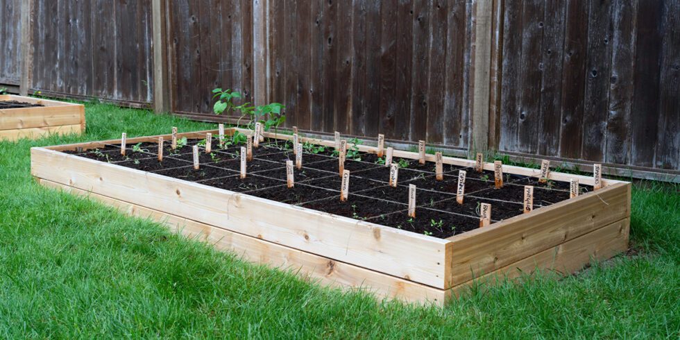 How To Plan for Companion Planting in Raised Beds | Platt Hill Nursery ...