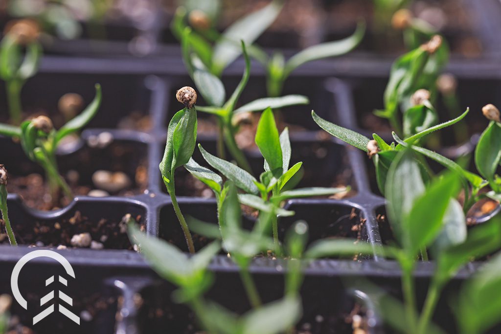 start-seeds-indoors-early-for-a-long-harvest-season-platt-hill