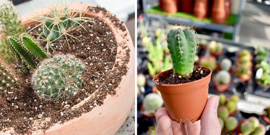 Inside? Make a Succulent and Cactus Planter! - Platt Hill Nursery - Blog &