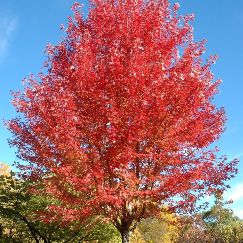 autumn blaze maple tree growth rate