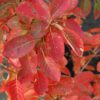 Autumn Brilliance Serviceberry Multistem - Image 2