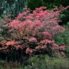 Autumn Brilliance Serviceberry Multistem - Image 3