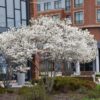 Autumn Brilliance Serviceberry Multistem