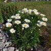 Becky Shasta Daisy - Image 2