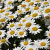Becky Shasta Daisy - Image 3