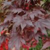 Bloodgood Japanese Maple - Image 2