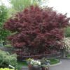 Bloodgood Japanese maple with rich burgundy foliage and a strong, upright structure, adding bold beauty and elegance to the garden landscape.