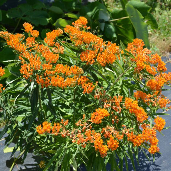 Butterfly Weed plant