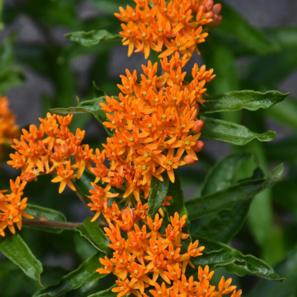 Butterfly Weed closeup