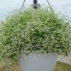 Diamond Frost Euphorbia - Image 2