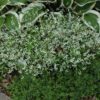 Diamond Frost Euphorbia