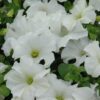 Dreams White Petunia - Image 2