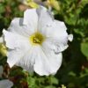 Dreams White Petunia