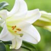 Easter Lily 6 inch Pot - Image 2